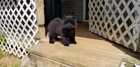 Black male, a male Chow Chow for sale in Hodgenville, KY – 5 of 7