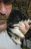 Piebald blk&white Male , a male Chow Chow for sale in Hodgenville, KY – 5 of 8