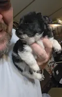 Piebald blk&white Male , a male Chow Chow for sale in Hodgenville, KY – 8 of 8