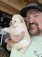 Cream female , a female Chow Chow for sale in Hodgenville, KY – 3 of 4