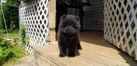 Black male, a male Chow Chow for sale in Hodgenville, KY – 7 of 7
