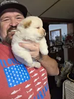 Cream Female chocolate gene carrier , a female Chow Chow for sale in Hodgenville, KY – 2 of 7