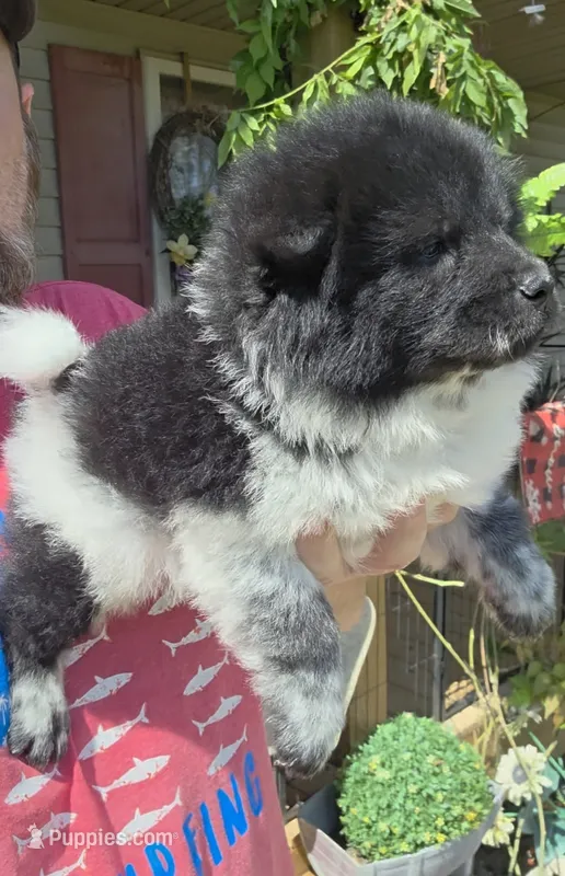 Piebald blk&white Male  – Chow Chow puppy for sale in Hodgenville, KY