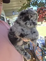 Merle Boy, a male Chow Chow for sale in Hodgenville, KY – 8 of 9