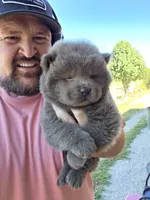 🧸🐻Lilac Male 🐻🧸, a male Chow Chow for sale in Hodgenville, KY – 8 of 10