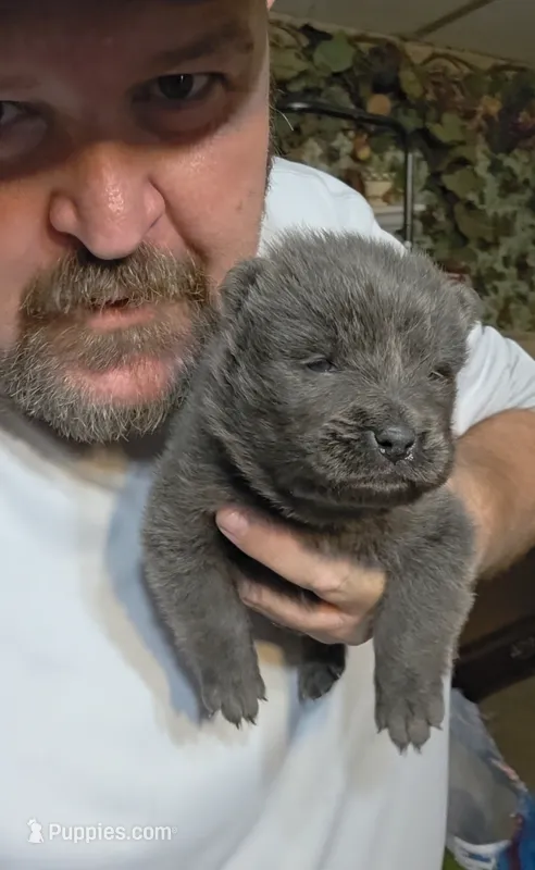 Blue male  – Chow Chow puppy for sale in Hodgenville, KY