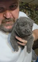 Blue male , a male Chow Chow for sale in Hodgenville, KY – 1 of 6