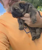 Cinnamon female , a female Chow Chow for sale in Hodgenville, KY – 6 of 10