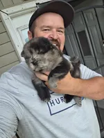 Merle Female , a female Chow Chow for sale in Hodgenville, KY – 2 of 10