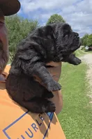 Black female , a female Chow Chow for sale in Hodgenville, KY – 1 of 9