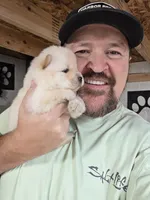 Cream female , a female Chow Chow for sale in Hodgenville, KY – 4 of 4