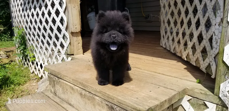 Black male – Chow Chow puppy for sale in Hodgenville, KY