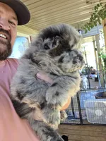 Bam Bams Merle boy, a male Chow Chow for sale in Hodgenville, KY – 8 of 10