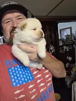 Cream Female chocolate gene carrier , a female Chow Chow for sale in Hodgenville, KY – 1 of 7