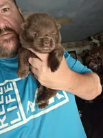 🧸🐻 Chocolate male 🧸🐻, a male Chow Chow for sale in Hodgenville, KY – 4 of 6