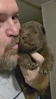 🐻🧸Chocolate male🐻🧸, a male Chow Chow for sale in Hodgenville, KY – 3 of 10