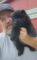 🧸🐻Black female🧸🐻, a female Chow Chow for sale in Hodgenville, KY – 3 of 6
