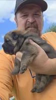 Cinnamon female , a female Chow Chow for sale in Hodgenville, KY – 8 of 10