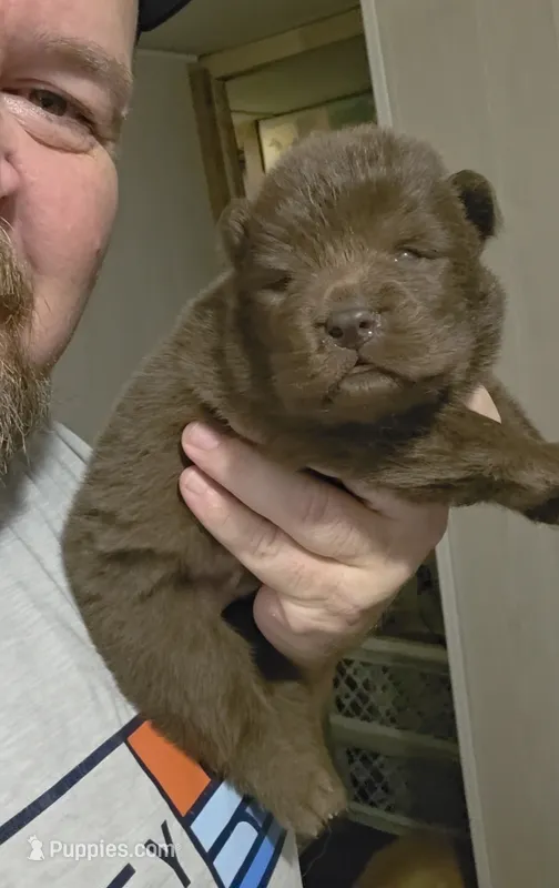 🐻🧸Chocolate male🐻🧸 – Chow Chow puppy for sale in Hodgenville, KY