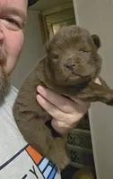 🐻🧸Chocolate male🐻🧸, a male Chow Chow for sale in Hodgenville, KY – 1 of 10