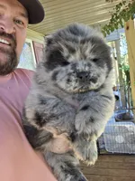 Merle Boy, a male Chow Chow for sale in Hodgenville, KY – 6 of 9
