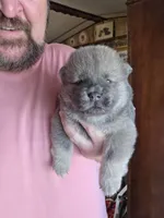 Blue fawn male , a male Chow Chow for sale in Hodgenville, KY – 3 of 9