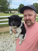 Piebald blk&white Male , a male Chow Chow for sale in Hodgenville, KY – 4 of 4