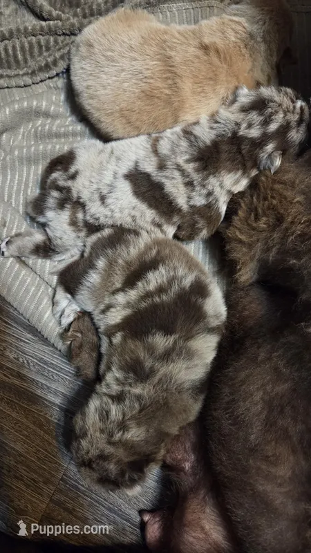 Chocolate Merle Male  – Chow Chow puppy for sale in Hodgenville, KY