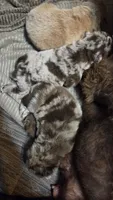 Chocolate Merle Male , a male Chow Chow for sale in Hodgenville, KY – 1 of 5