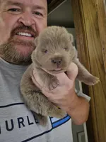 🧸🐻Lilac Male 🐻🧸, a male Chow Chow for sale in Hodgenville, KY – 2 of 9