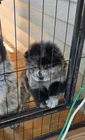 Merle Female , a female Chow Chow for sale in Hodgenville, KY – 3 of 10