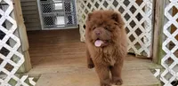 🐻🧸Chocolate male🐻🧸, a male Chow Chow for sale in Hodgenville, KY – 8 of 10