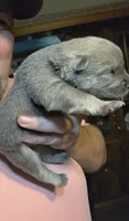 Blue Fawn male , a male Chow Chow for sale in Hodgenville, KY – 3 of 9