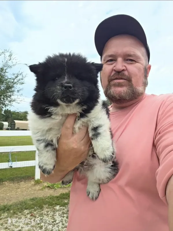 Piebald blk&white Male  – Chow Chow puppy for sale in Hodgenville, KY