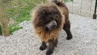 Blue girl , a female Chow Chow for sale in Hodgenville, KY – 3 of 6