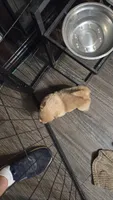 Golden chow , a female Chow Chow for sale in Hodgenville, KY – 1 of 6