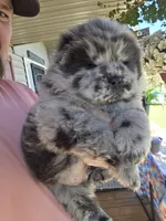 Bam Bams Merle boy, a male Chow Chow for sale in Hodgenville, KY – 6 of 10