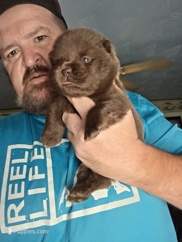 🧸🐻 Chocolate male 🧸🐻 – Chow Chow puppy for sale in Hodgenville, KY