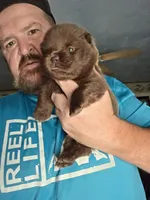 🧸🐻 Chocolate male 🧸🐻, a male Chow Chow for sale in Hodgenville, KY – 1 of 6