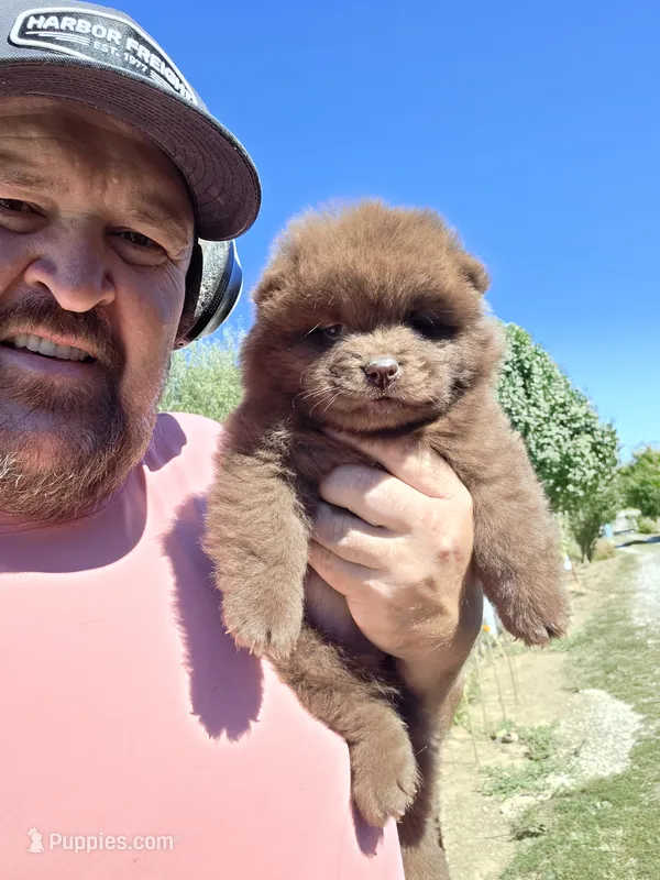 🐻🧸Chocolate female 🐻🧸 – Chow Chow puppy for sale in Hodgenville, KY