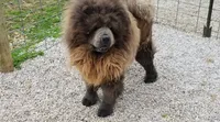 Blue girl , a female Chow Chow for sale in Hodgenville, KY – 5 of 6