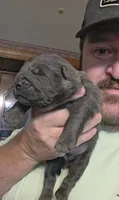 Blue girl , a female Chow Chow for sale in Hodgenville, KY – 2 of 6