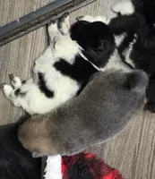 Piebald blk&white Male , a male Chow Chow for sale in Hodgenville, KY – 1 of 8