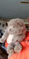 🧸🐻Lilac Male 🐻🧸, a male Chow Chow for sale in Hodgenville, KY – 4 of 9