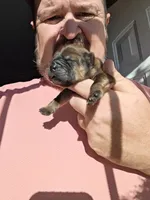 Red Boy, a male Chow Chow for sale in Hodgenville, KY – 1 of 9
