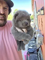 🧸🐻Lilac Male 🐻🧸, a male Chow Chow for sale in Hodgenville, KY – 6 of 10