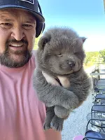 🧸🐻Lilac Male 🐻🧸, a male Chow Chow for sale in Hodgenville, KY – 2 of 10