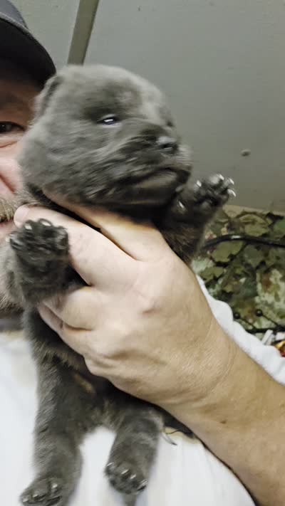 Blue male , a male Chow Chow for sale in Hodgenville, KY – 6 of 6