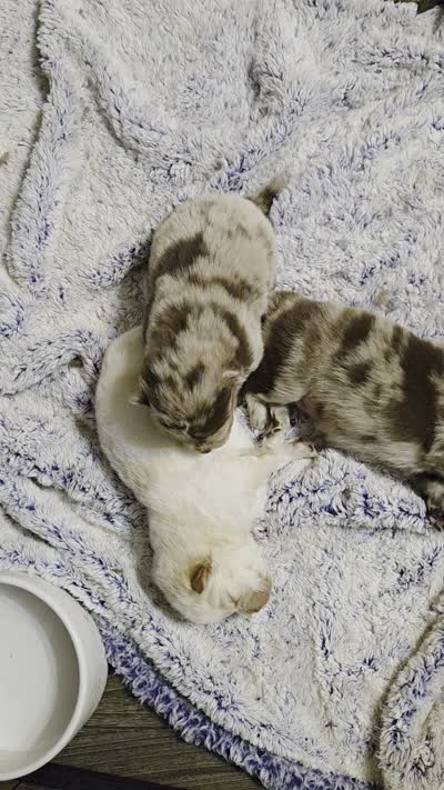 Chocolate Merle Male , a male Chow Chow for sale in Hodgenville, KY – 5 of 5