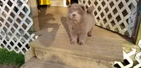 🧸🐻Lilac Male 🐻🧸, a male Chow Chow for sale in Hodgenville, KY – 7 of 9